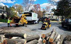 Best Tree Disease Treatment  in Linwood, PA