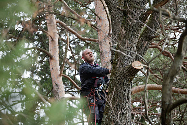 Best Arborist Consultation Services  in Linwood, PA